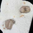 Cordania & Kainops Trilobite Association - Oklahoma #15917-1